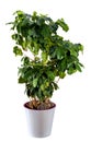 An indoor plant ÃÂ¡offee tree in white flower pot